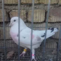 پرنده