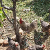 خروس پلیموت اصل