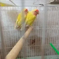 جفت طوطی کوتوله برزیلی