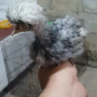 جوجه پولند اصل سه ماهه