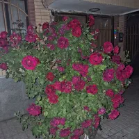 مغازه-رسالت-غربی-فیض-اباد