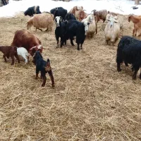 بز خانگی و شیری|حیوانات مزرعه|سیلوانه, |دیوار