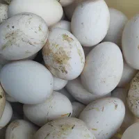 تخم غاز  و قو غاز نطفه دار