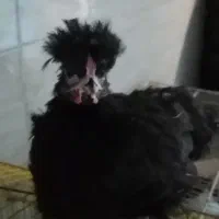 مرغ و خروس چینی لهستانی لاری