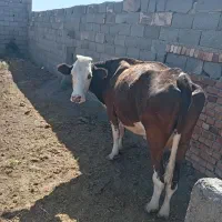 گاوسیمینتال ۴عددشکم یک شهرفیروزه