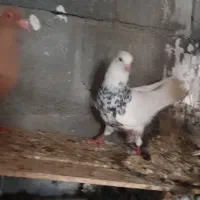 کبوتر طوقی و شهری