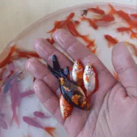 ماهی قرمز عید|ماهی|گرگان, |دیوار