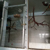 قفس پرنده ضد آب یا پی وی سی