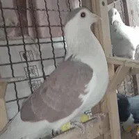 دوستان گم کردم