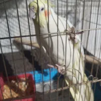 عروس هلندی باهوش و دستی باقفس