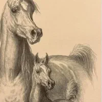 کره مادیون وارداتی دوسر