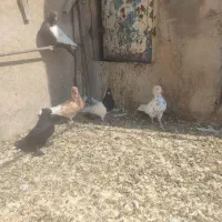 کبوتر|پرنده|شیراز, فرودگاه شهید دستغیب شیراز|دیوار