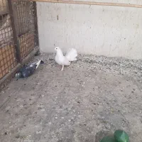 یه نر گردن کلفت  چتری کاکلی  پرپا