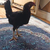 مرغ تخم گذار عربی