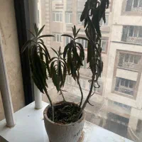 گلدان طبیعی|گل و گیاه طبیعی|تهران, قناتکوثر|دیوار