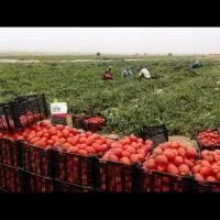 سرکارگر کلیه کارهای کشاورزی کاشت و برداشت و انبار|خدمات باغبانی و درختکاری|کرمانشاه, |دیوار