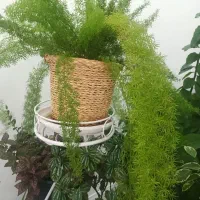 تخفیف فروش گل های خانگی|گل و گیاه طبیعی|مرودشت, بهارستان|دیوار