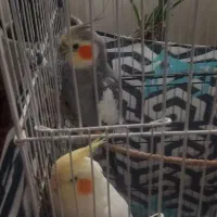 جفت عروس هلندی نر و ماده