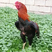 خروس لاری