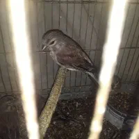 تعداد۵ عددسهره سینه سرخ نرفقط۱تومن