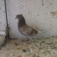 جوجه پشتدار و سبز پیس کاکلی|پرنده|قم, حاج خلیل|دیوار