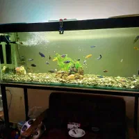 آکواریوم با چهارپایش