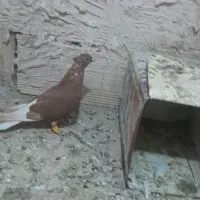 دوسفید ماده|پرنده|چناران, |دیوار