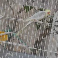 فروشی|پرنده|دهدشت, |دیوار