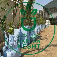 نهال های گلدانی موجود در نهالستان