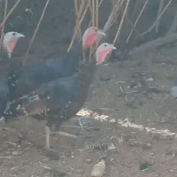 بوقلمون خانگی سرخس