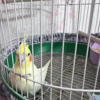 عروس هلندی|پرنده|اصفهان, سپاهانشهر|دیوار