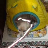 پامرین سگ ماده|سگ|محمدشهر, کوی بهار|دیوار