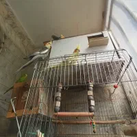 عروس هلندی و طوطی برزیلی