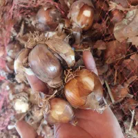 پیاز گل نرگس درجه یک