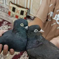 سیاه هندی|پرنده|بندر ماهشهر, |دیوار