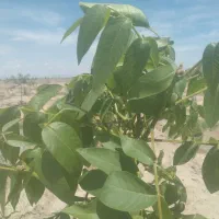 باغچه نقلی ویلایی ۳۷۰متر|فروش خانه و ویلا|شبستر, |دیوار