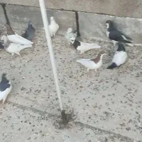 کبوتررنگی|پرنده|الوند, |دیوار