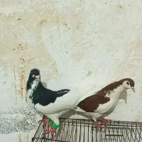 کفتر یا کبوتر چپی جفت