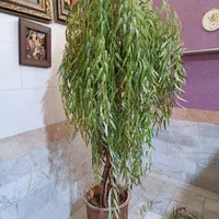 درختچه مصنوعی بید مجنون و چشم آهویی