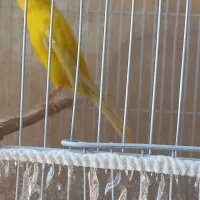 قناری نر رسمی بلند