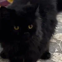 فروش فوری گربه|گربه|قم, بلوار امین و ساحلی|دیوار