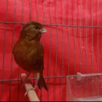 قناری رنگ خاص ماده