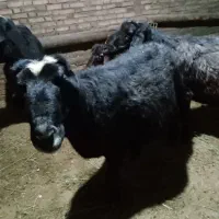 سه عدد قوچ قره قزیل افشای اصل|حیوانات مزرعه|اهر, |دیوار