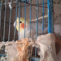 ۳ عدد عروس هلندی سخنگو|پرنده|اسلامشهر, شهرک توحید|دیوار