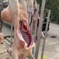 تنظیم بازار گوسفند بخرید قیمت بازار 20درصد ارزانتر