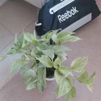 کیف باشگاهی