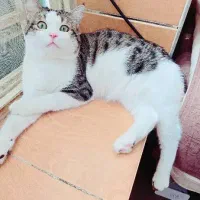 گربه|گربه|کرمان, |دیوار