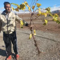 فروش نهالهای مثمر و غیر مثمر در شهر نهال|خدمات باغبانی و درختکاری|سنندج, |دیوار