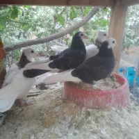 جوجه کبوتر|پرنده|باغ بهادران, |دیوار