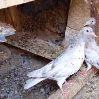 یه جفت جوجه سرور فروشی